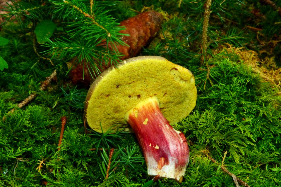Forest forest floor tube mushroom