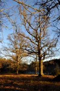 Ek - Stenhammar naturreservat 2