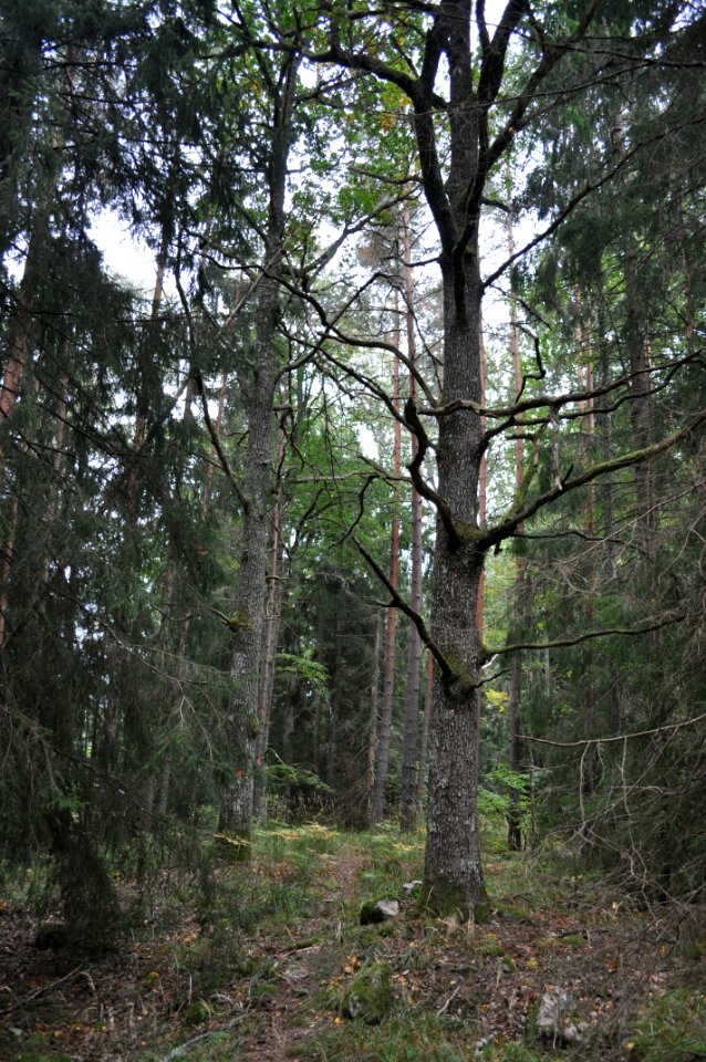 Ek - Magsjötorp