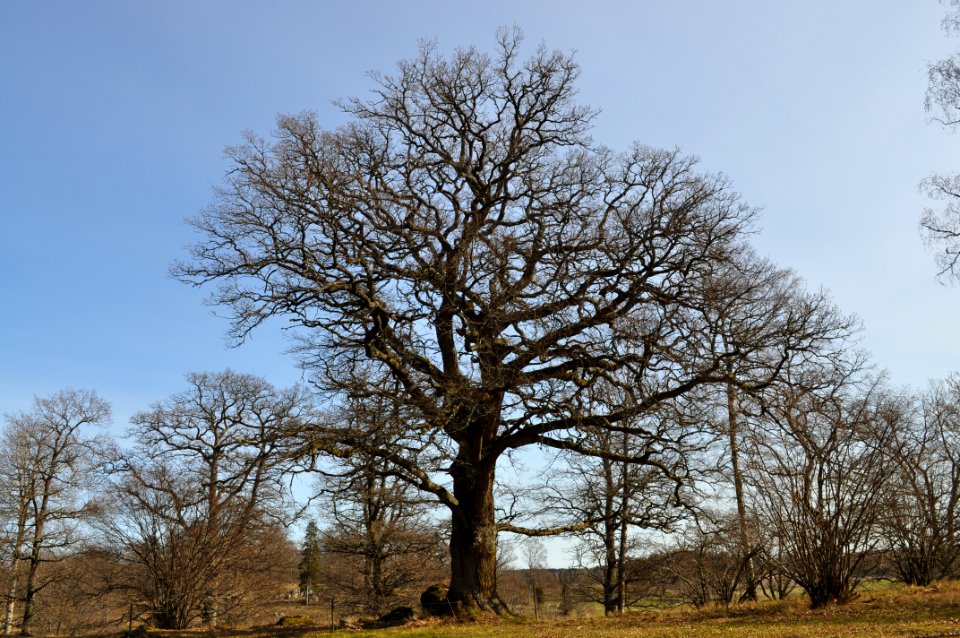 Ek - Ängbacken