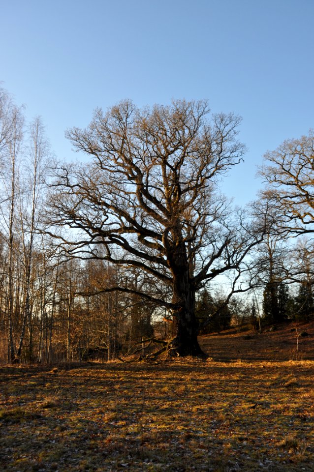 Ek - Stenhammar naturreservat 3