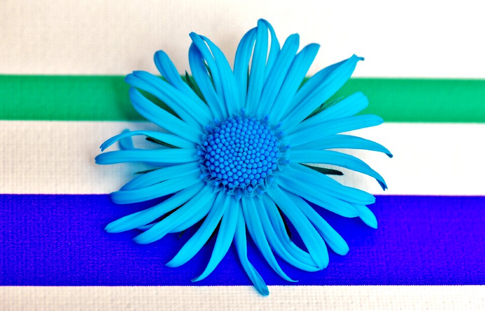 Pointed flower close up beautiful