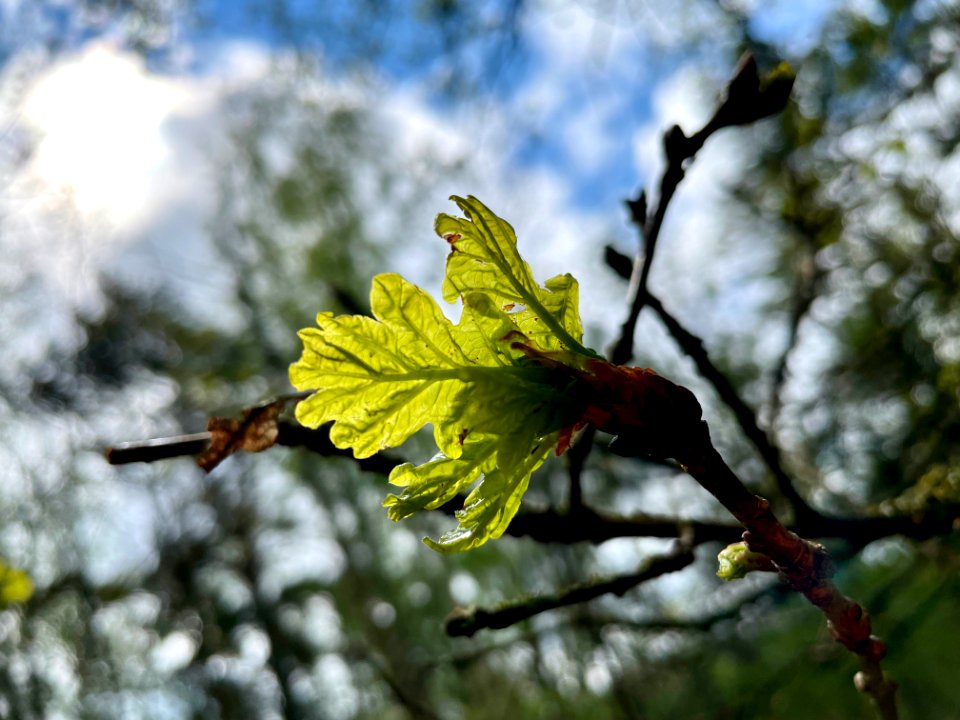 Ek Farneby blad