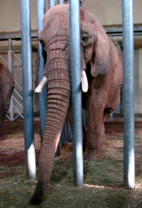 Eléphant d'Afrique Zoo d'Amnéville 27082010 03