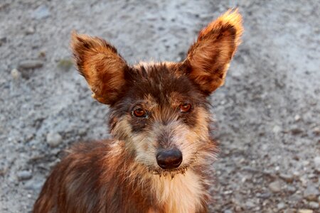 Puppy animal cute