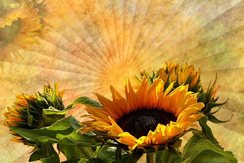 Sunflower helianthus annuus yellow