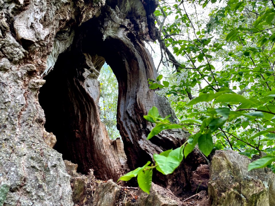 Ek Farneby naturminne