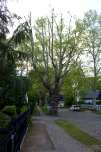 Ekensunder Weg, Baum 20140503 92
