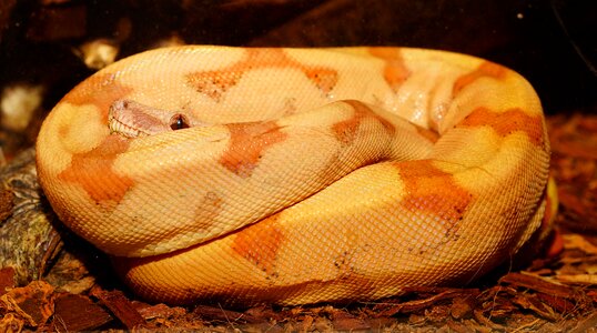 Reptile boa mouse hunter