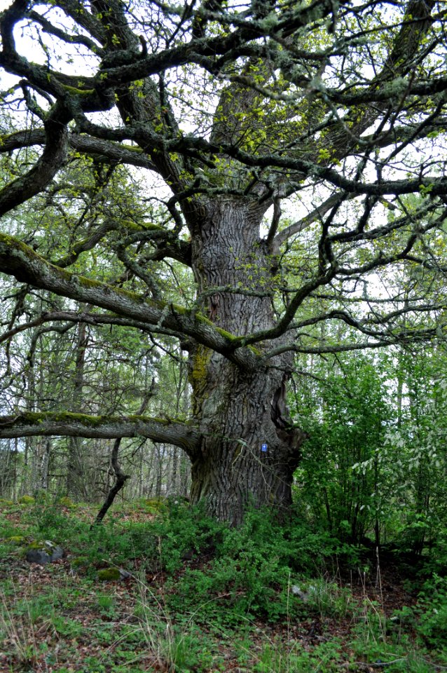 Ek Farneby - 1