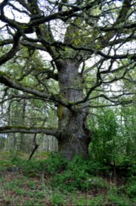 Ek Farneby - 1