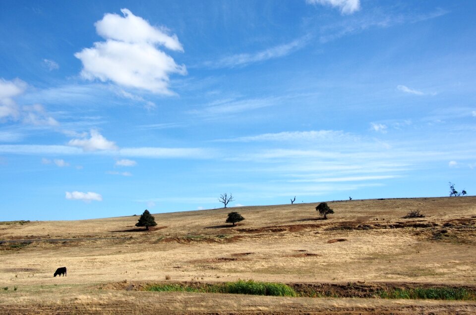 Nature farming blue cow