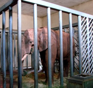 Eléphant d'Afrique Zoo d'Amnéville 27082010 02