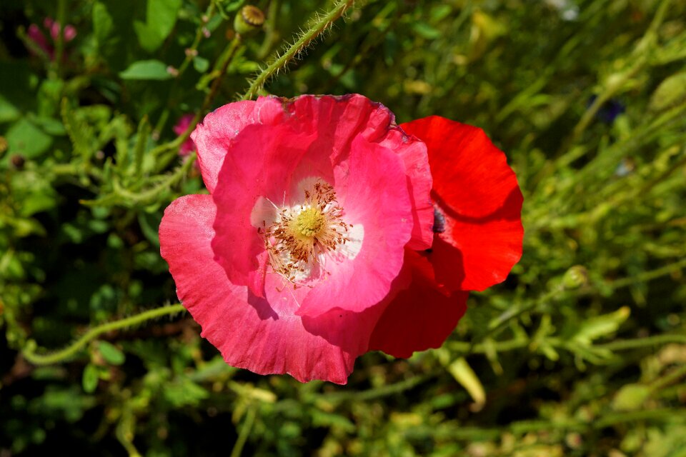Blossom bloom flower