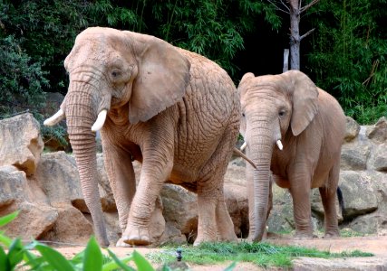 Eléphant d'Afrique Zoo d'Amnéville 27082010 01