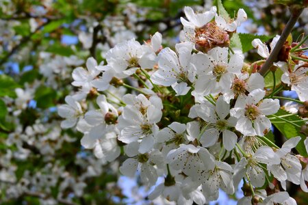 White flower white flowers blossoming cherry