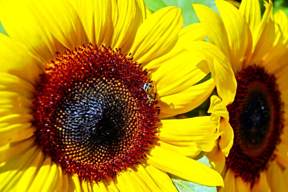 Bloom bloom yellow