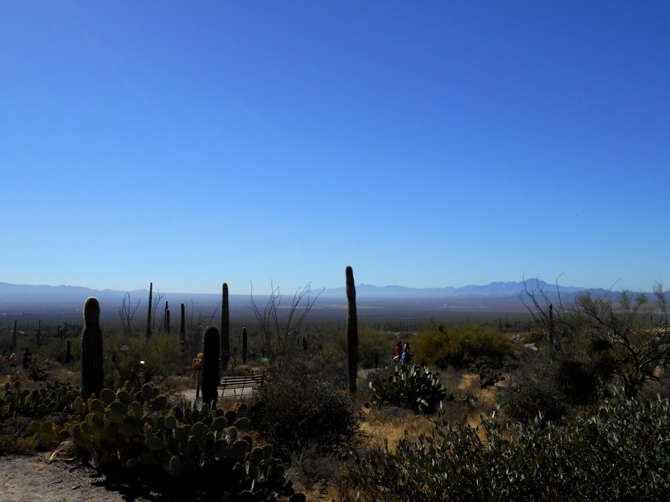 El deserto de sonora con saguaros