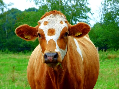 Graze milk cow simmental cattle photo