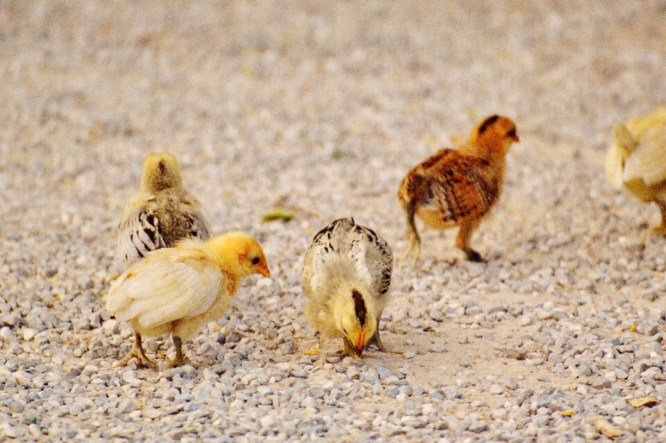 Poultry young animal fluff photo