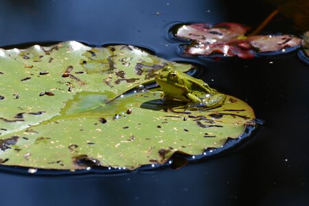 Green lily pond lily pad photo