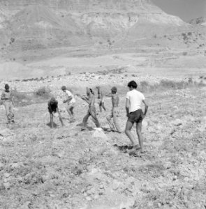 Ein Gedi Mannen maken een akker vrij van stenen voor dat deze geploegd gaat wor, Bestanddeelnr 255-2732