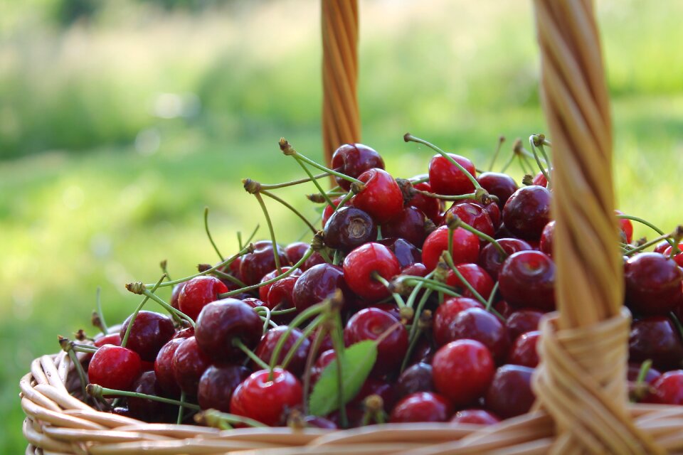 Cherries cart nature