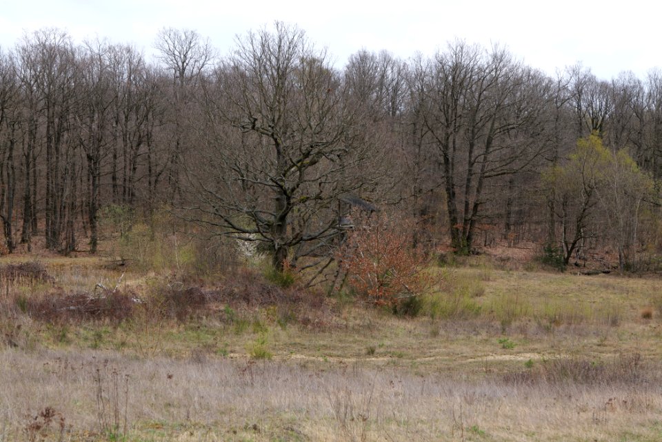Eichkopf bei Ober-Mörlen 2021-04-02 79