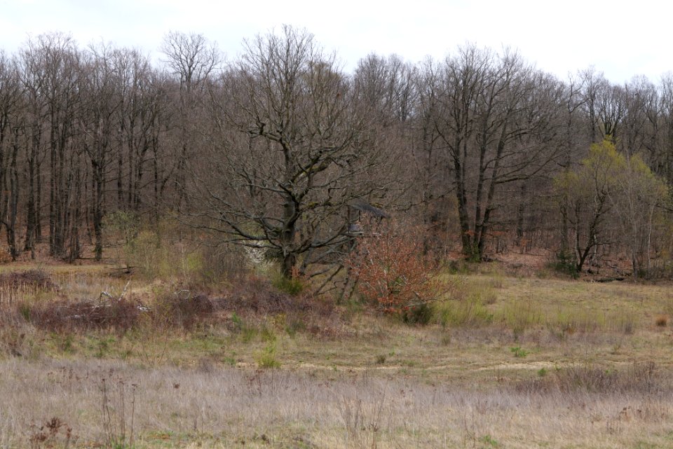 Eichkopf bei Ober-Mörlen 2021-04-02 80