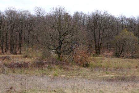 Eichkopf bei Ober-Mörlen 2021-04-02 80
