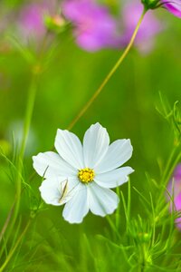 Flower composites blossom