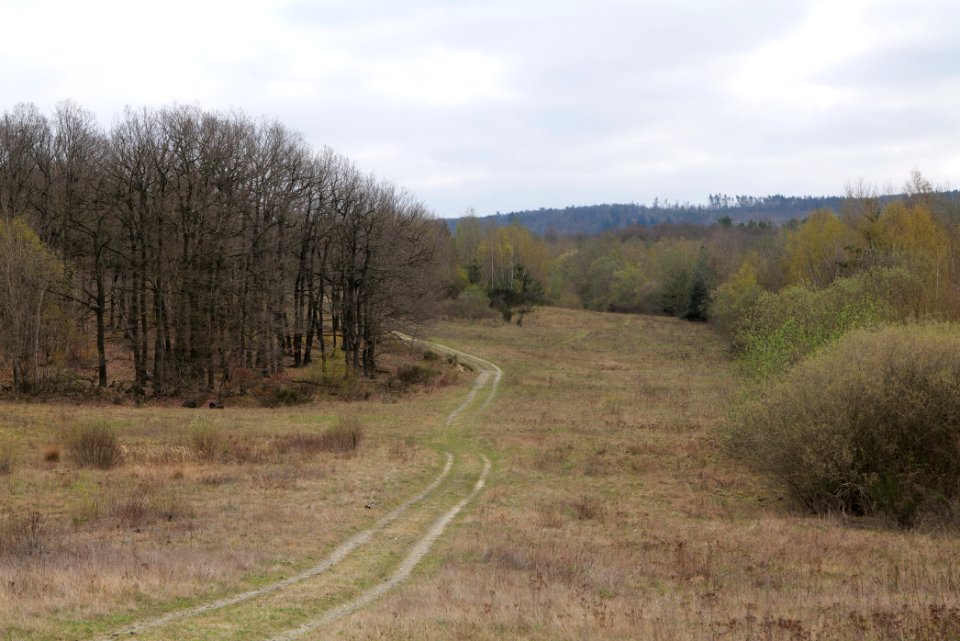 Eichkopf bei Ober-Mörlen 2021-04-02 81