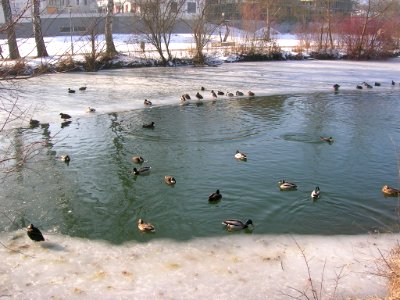 Eichstätt - Vereiste Altmühl 2017-01-29 -Eisloch beim Kapellenbachzulauf (3)