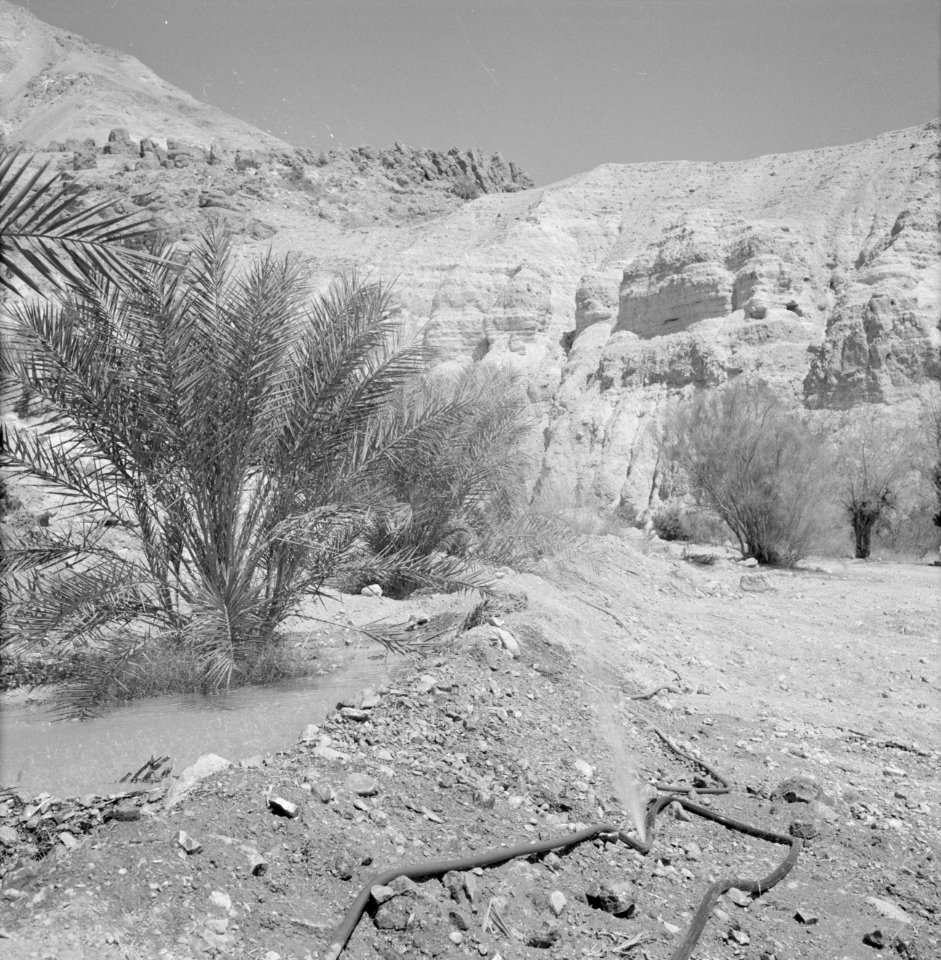 Ein Gidi Rotslandschap met enkele palmbomen, Bestanddeelnr 255-2751
