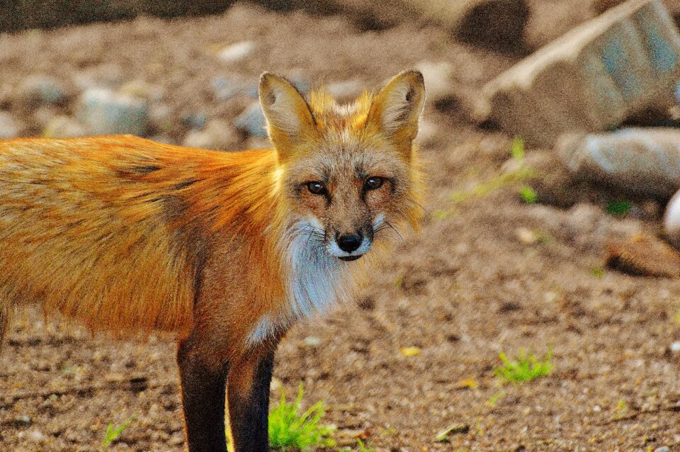 Animal world forest animal nature
