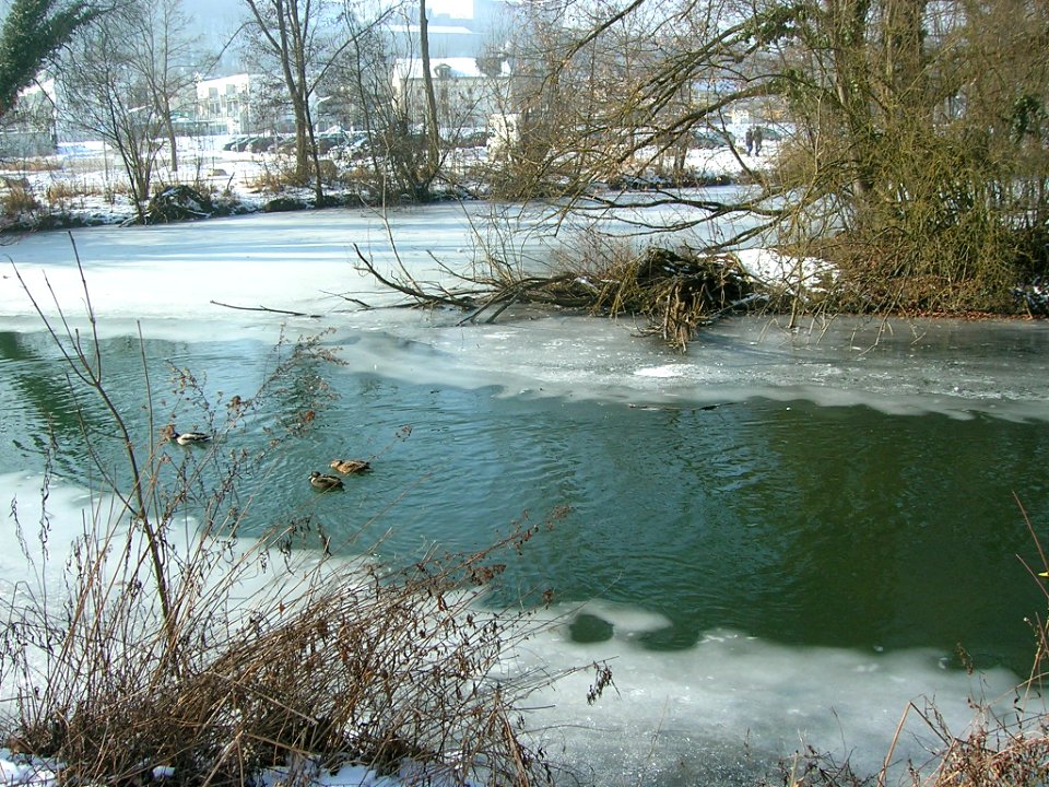 Eichstätt - Vereiste Altmühl 2017-01-29 -Altwasserarm Freibad und Vogelinsel (2)