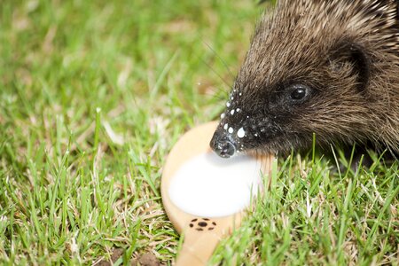 Mammal summer cute