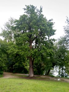 Eiche im Volkspark Dutzendteich am Nordufer des östlichen Nummernweihers, an der Ostseite im Gehweg