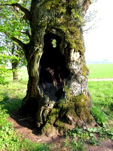 Eiche bei Untererthal, 3