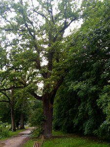 Eiche im Volkspark Dutzendteich am Nordufer des östlichen Nummernweihers