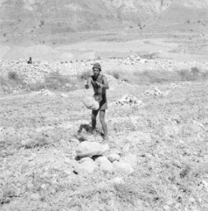Ein Gedi. Een landbouwer maakt zijn akker vrij van stenen alvorens te gaan ploeg, Bestanddeelnr 255-2733