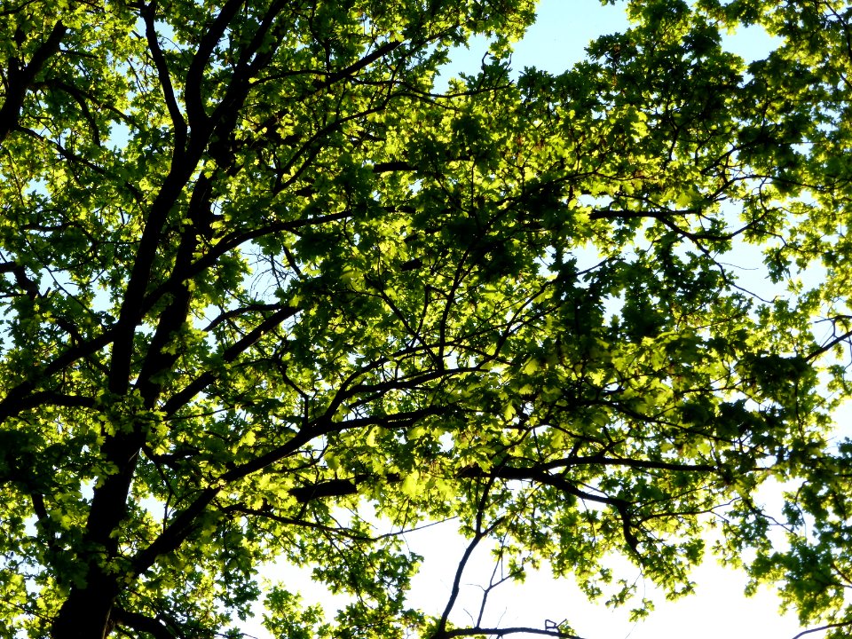 Eiche-in-sonne-3