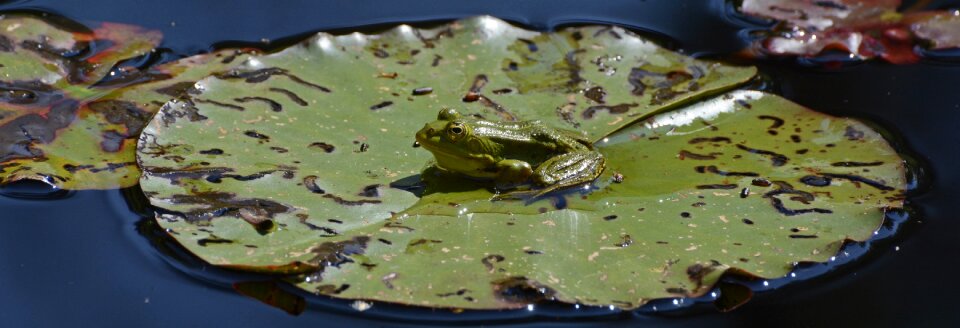 Green lily pond lily pad