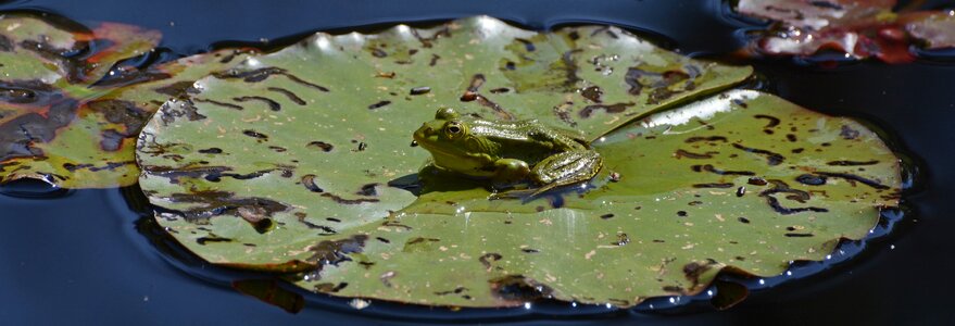 Green lily pond lily pad photo