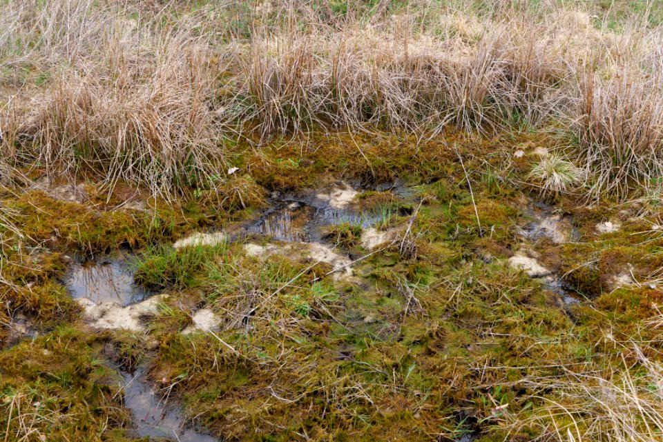 Eichkopf bei Ober-Mörlen 2021-04-02 46