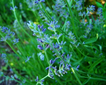 Lavender flower garden summer flower