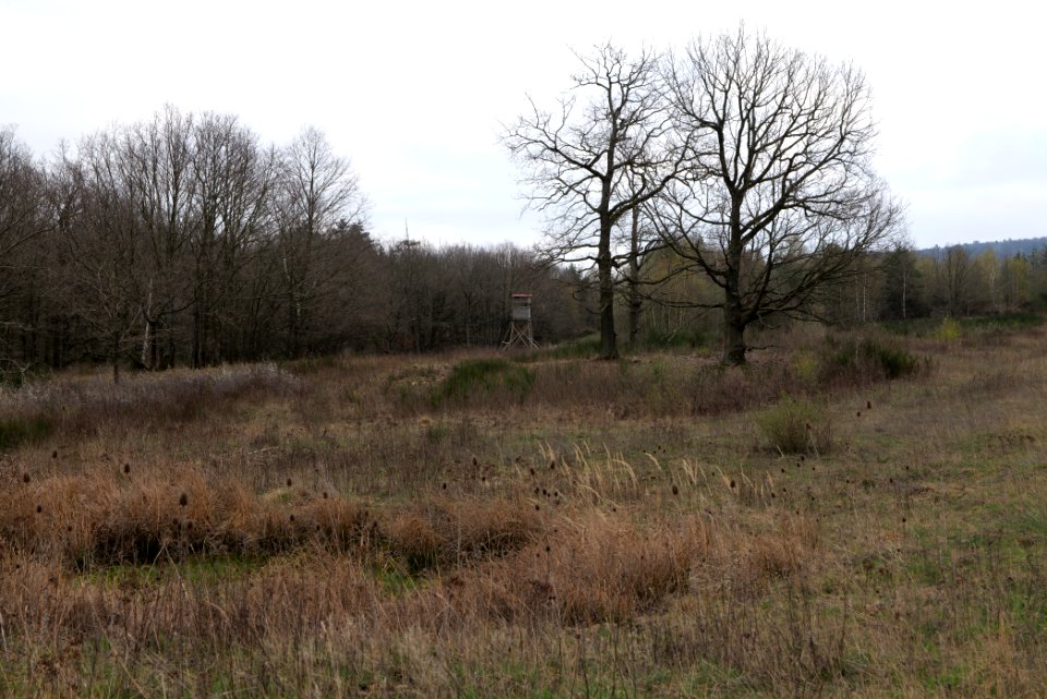 Eichkopf bei Ober-Mörlen 2021-04-02 41