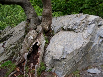 Eiche im Fels