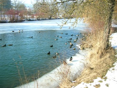 Eichstätt - Vereiste Altmühl 2017-01-29 -Eisloch beim Kapellenbachzulauf (4)