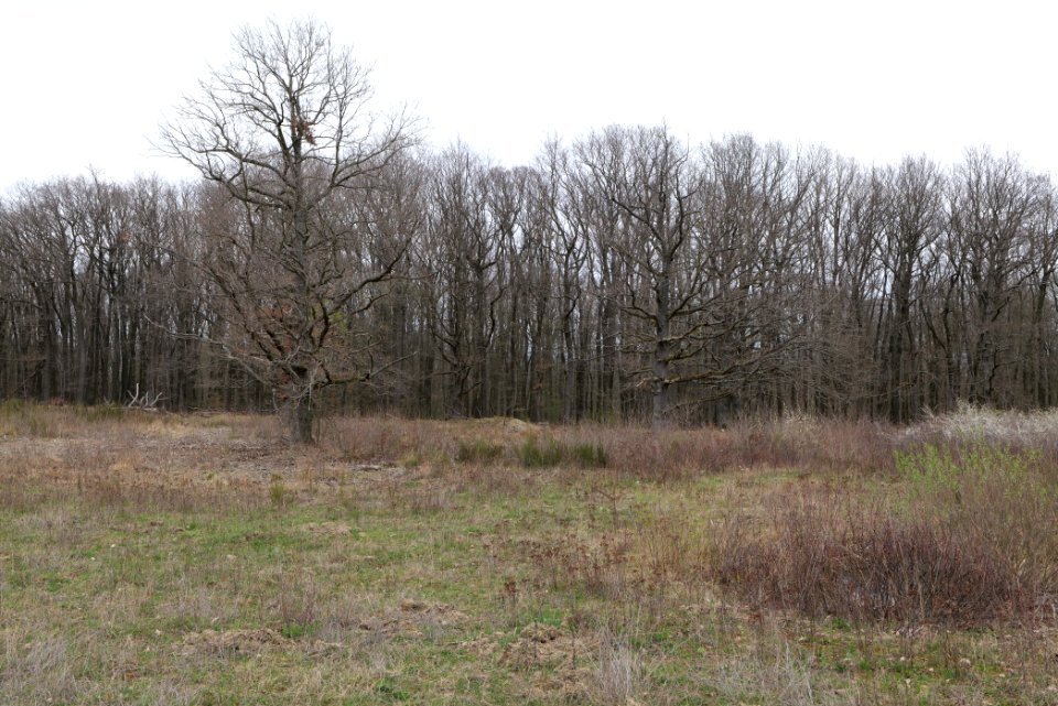 Eichkopf bei Ober-Mörlen 2021-04-02 36